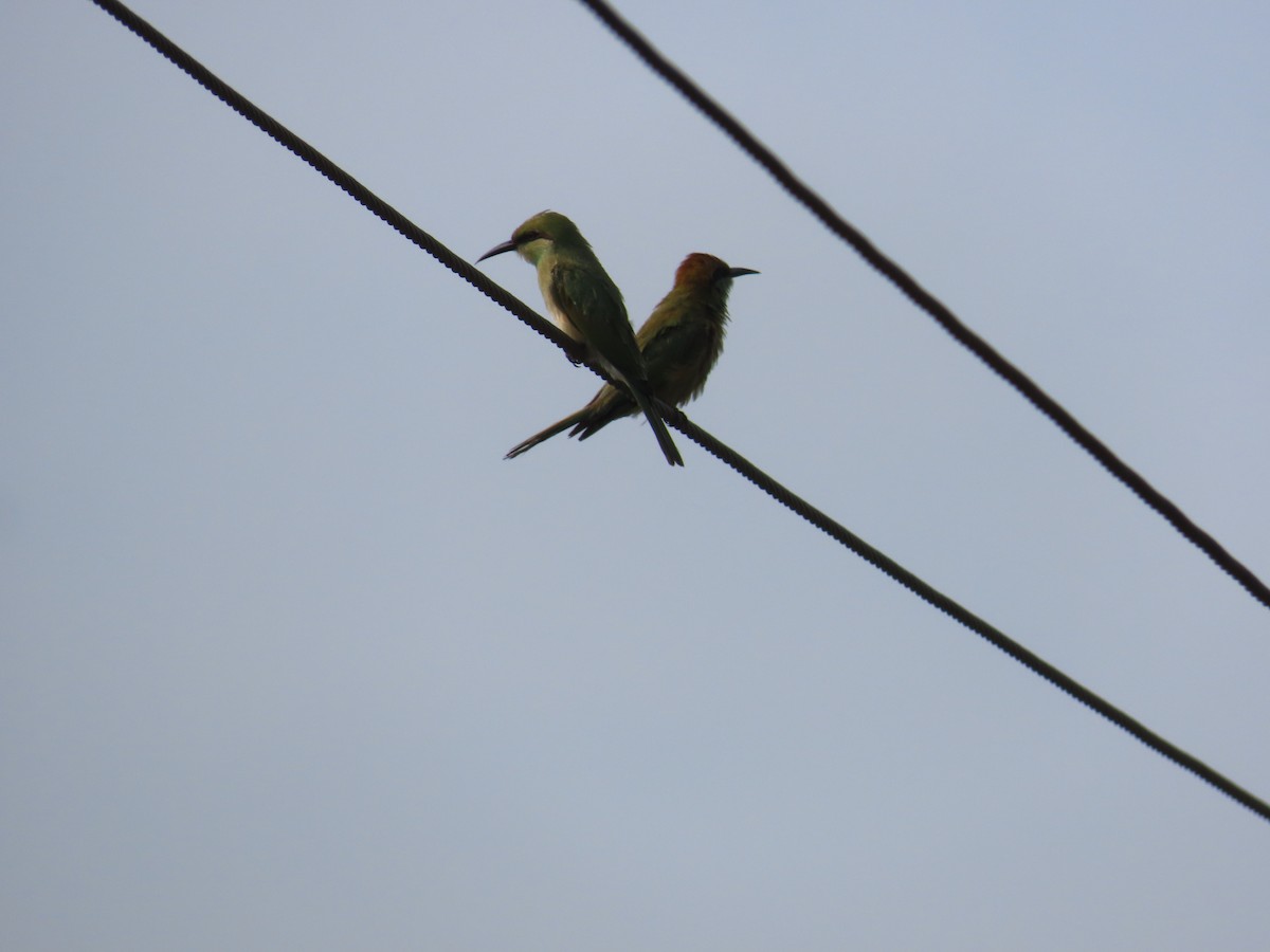 Asian Green Bee-eater - ML620486219