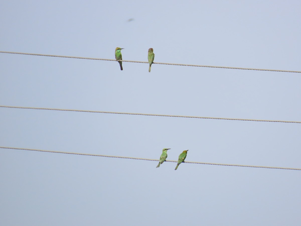 Asian Green Bee-eater - ML620486221