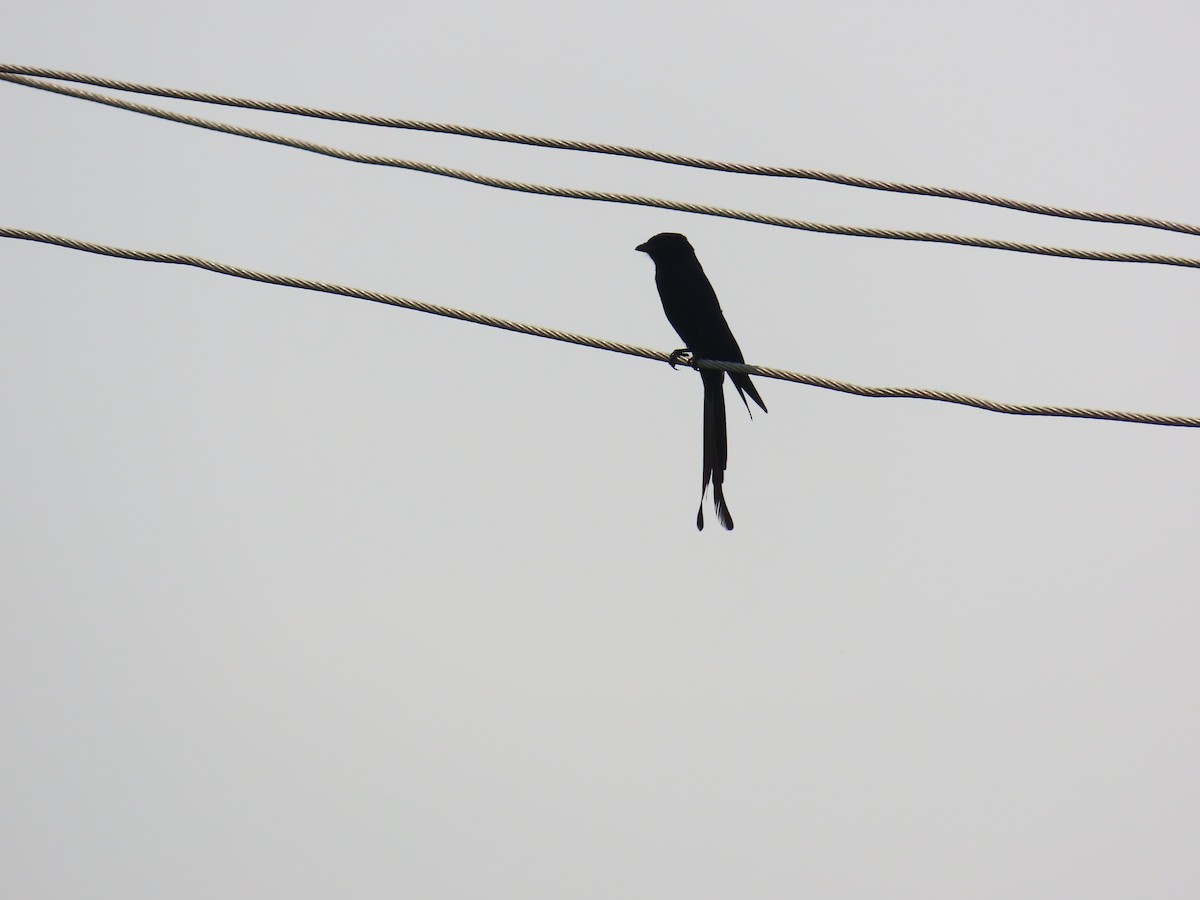 Black Drongo - ML620486223