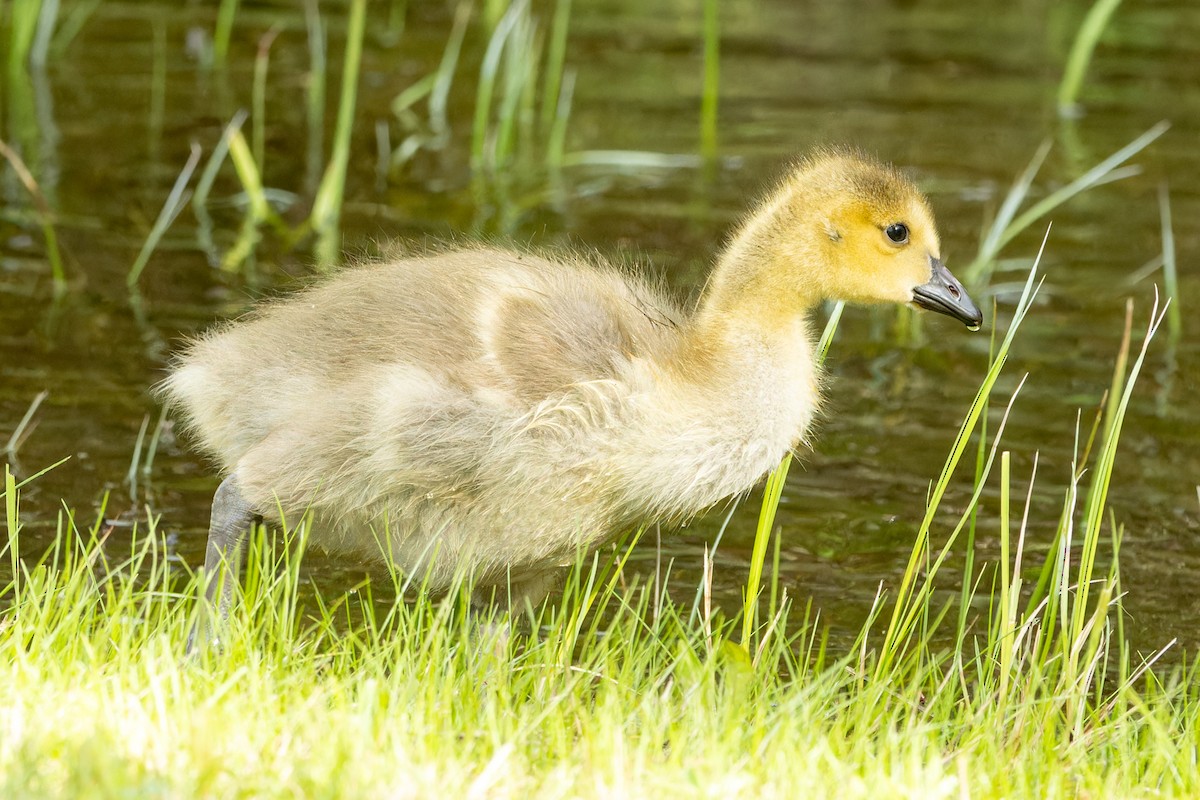 Canada Goose - ML620486225