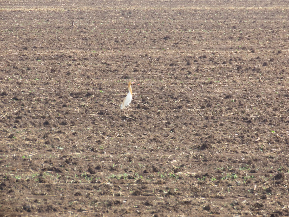 Eastern Cattle Egret - ML620486231