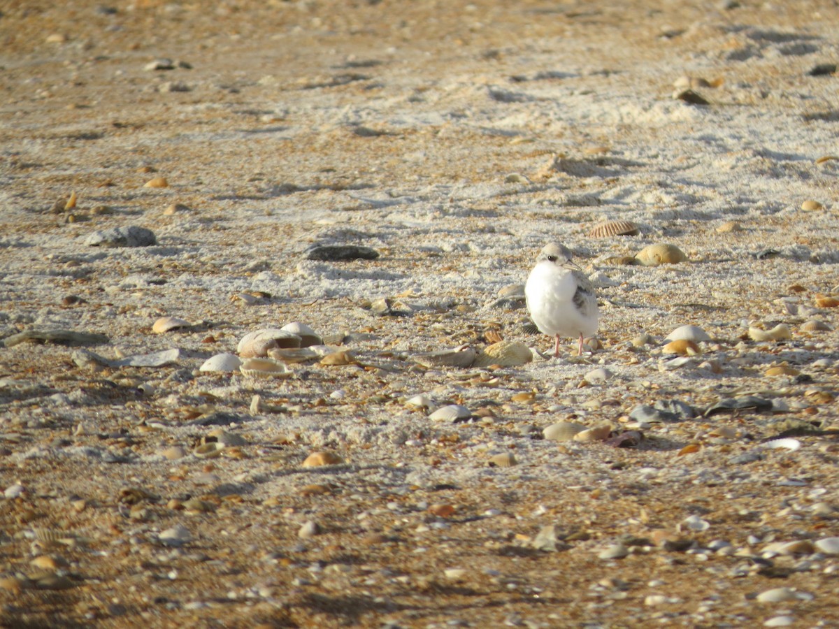 Least Tern - ML620486238