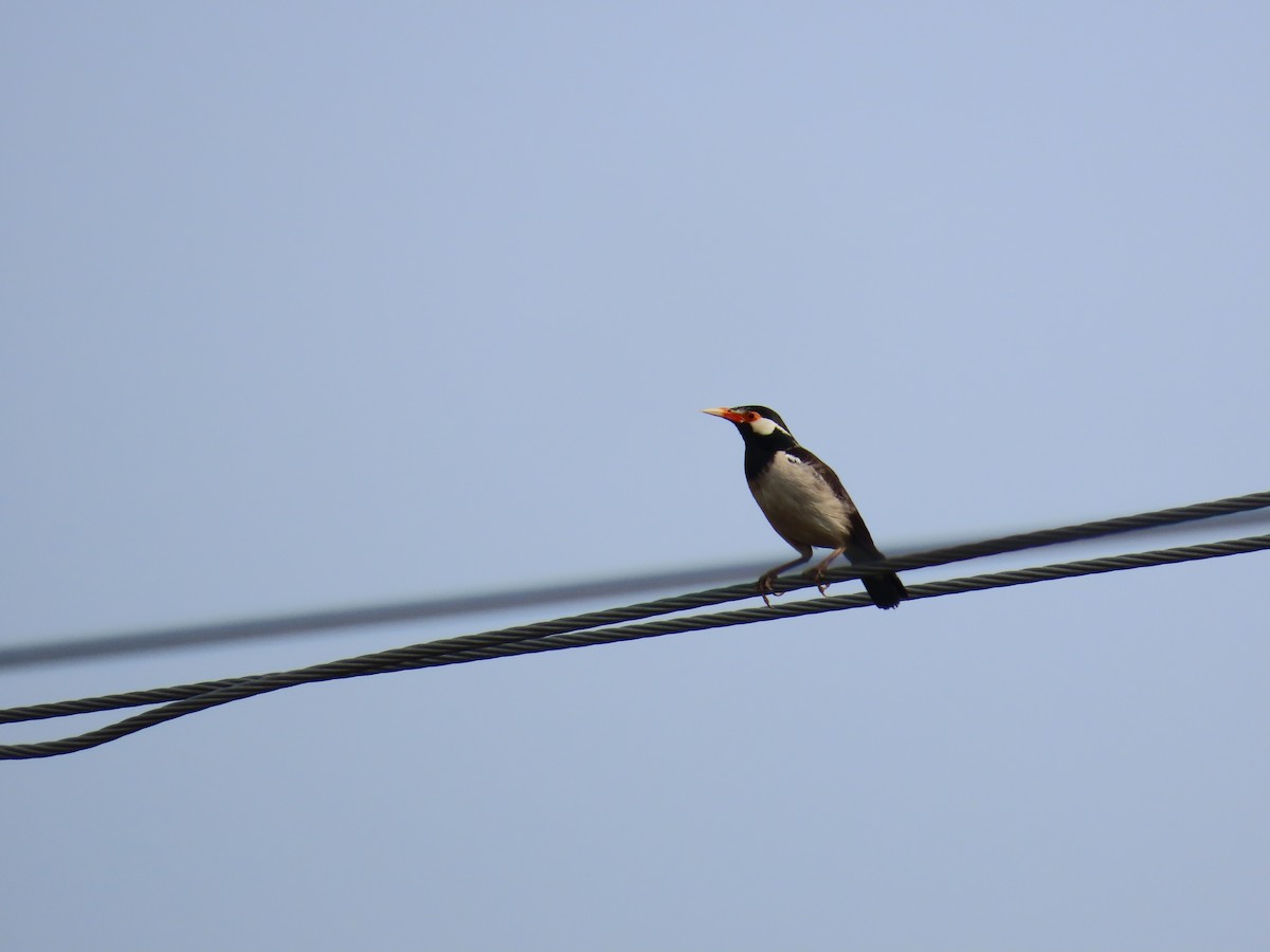 Indian Pied Starling - ML620486239