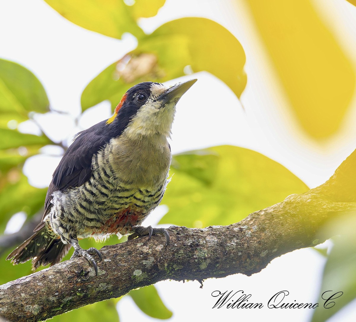Beautiful Woodpecker - ML620486242