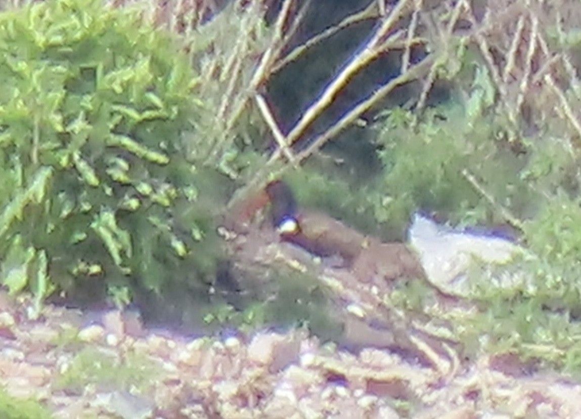 American Oystercatcher - ML620486247