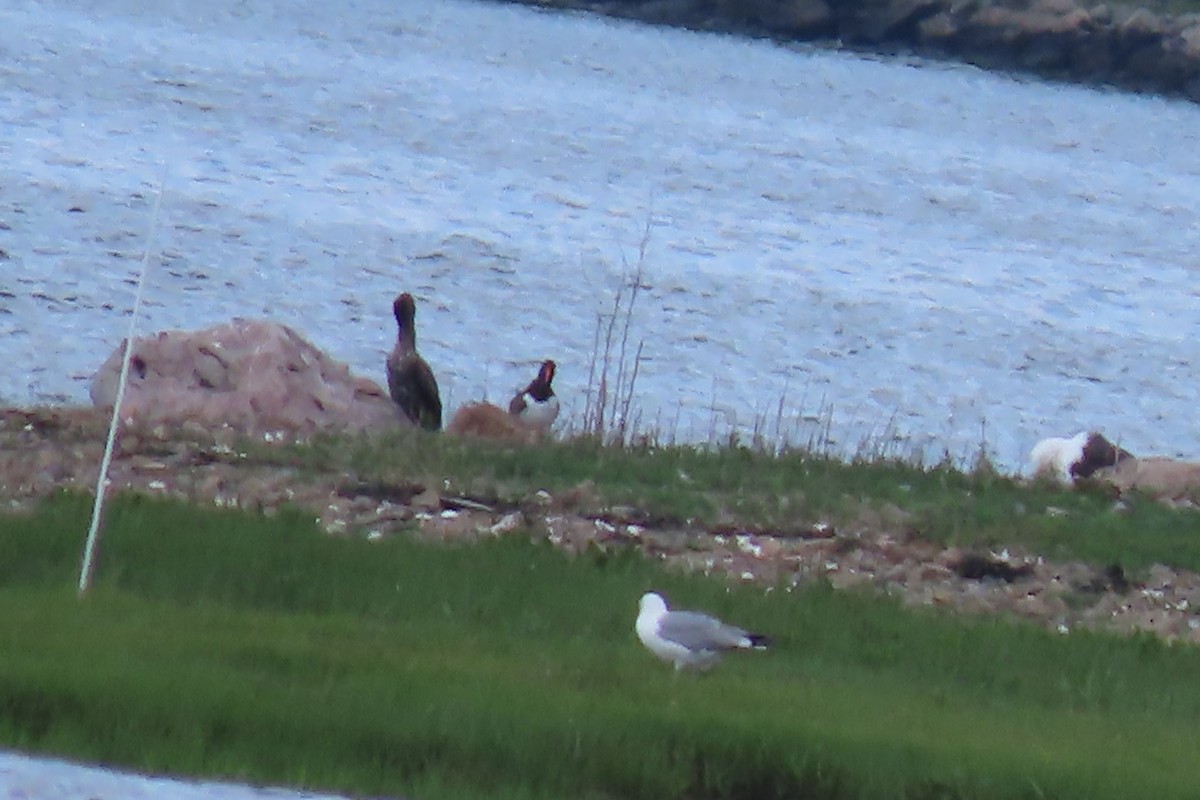 American Oystercatcher - ML620486248