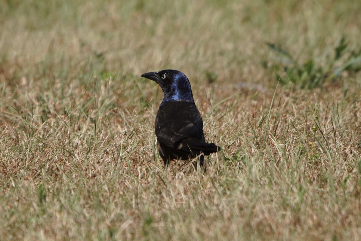 European Starling - ML620486249