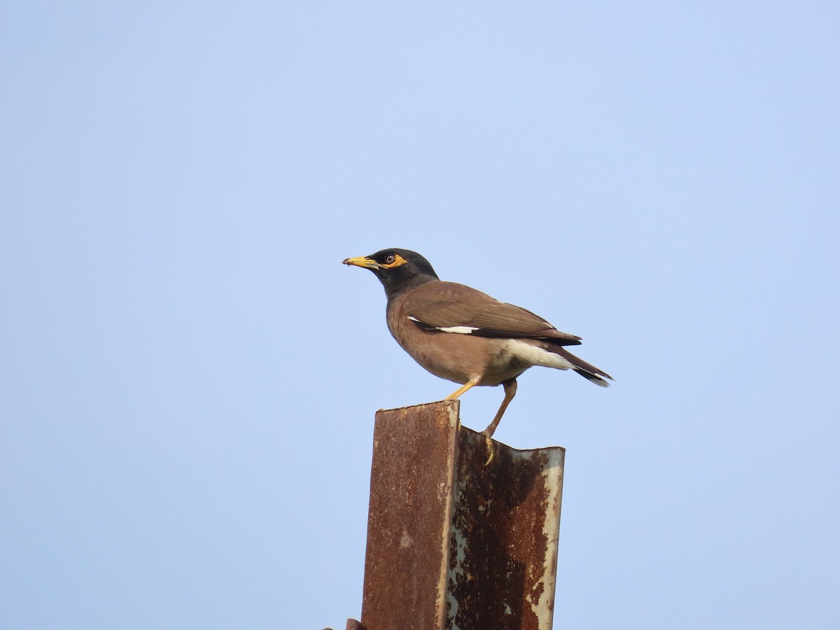 Common Myna - ML620486251