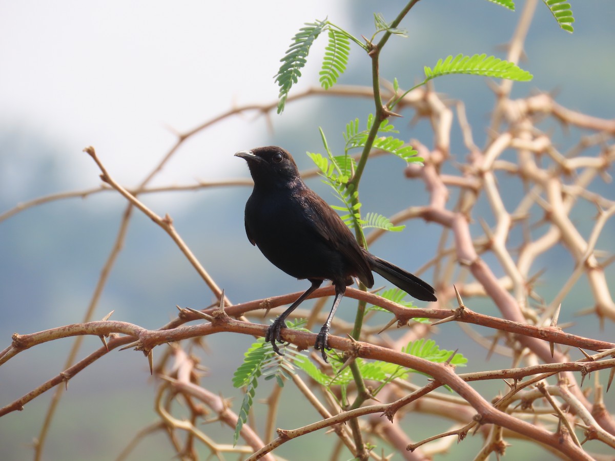 Indian Robin - ML620486259