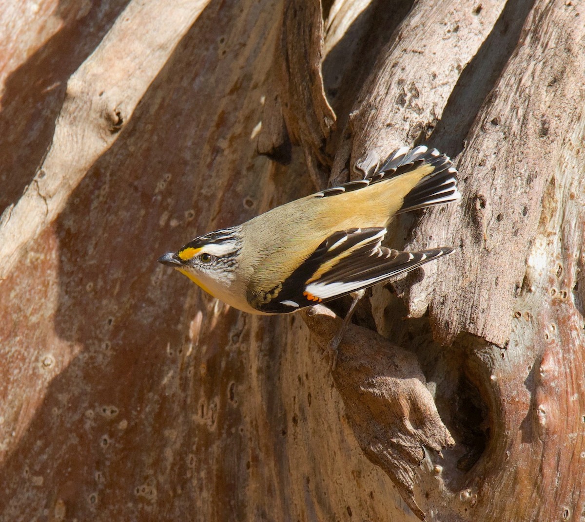 Streifenpanthervogel - ML620486264