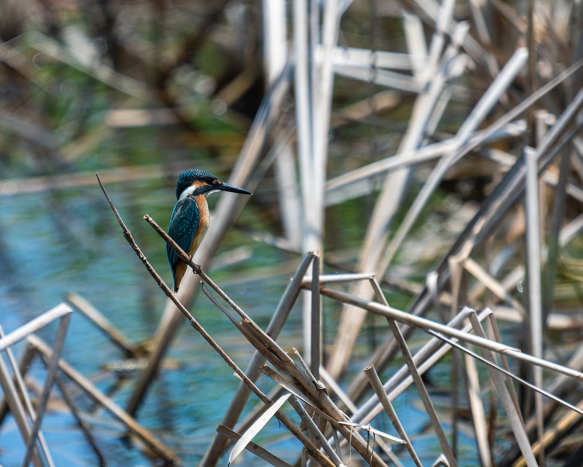 Common Kingfisher - Anonymous