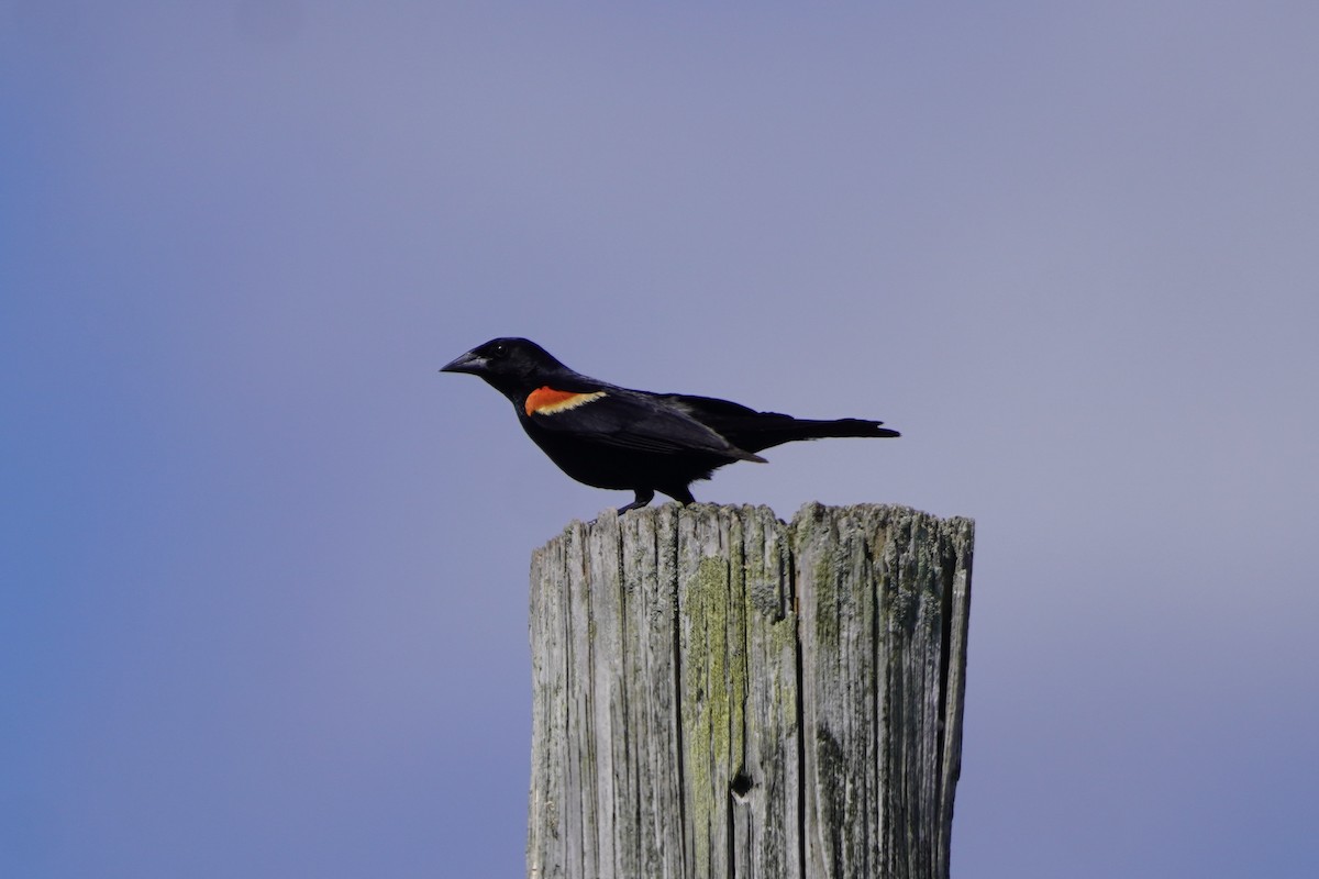 Red-winged Blackbird - ML620486269