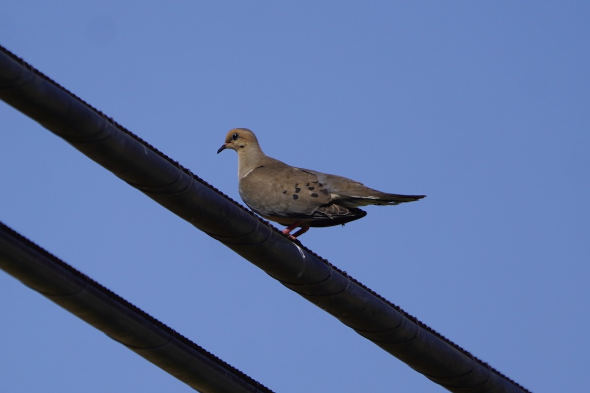 Mourning Dove - ML620486274