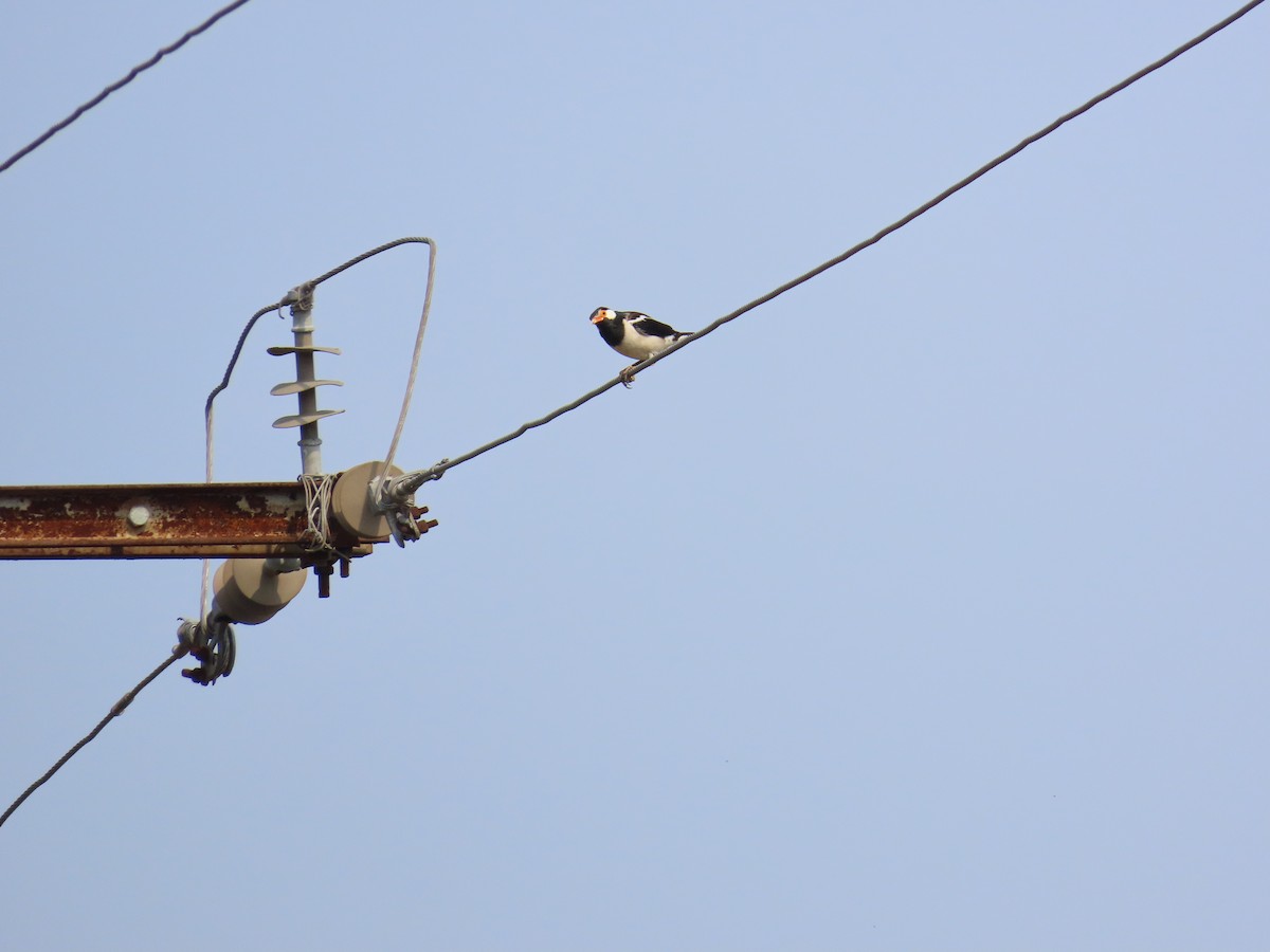 Indian Pied Starling - ML620486276