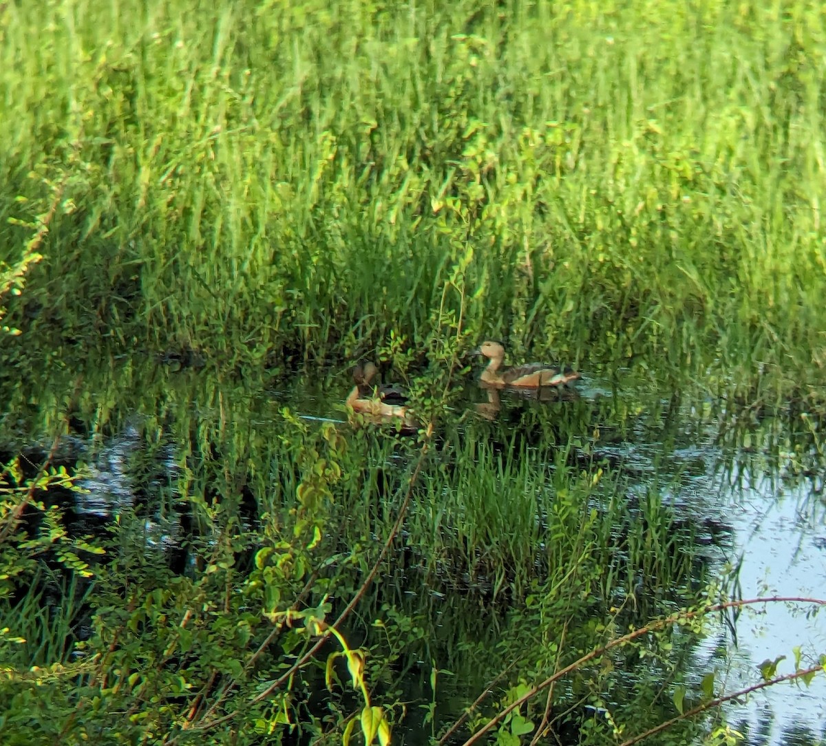 Lesser Whistling-Duck - ML620486277