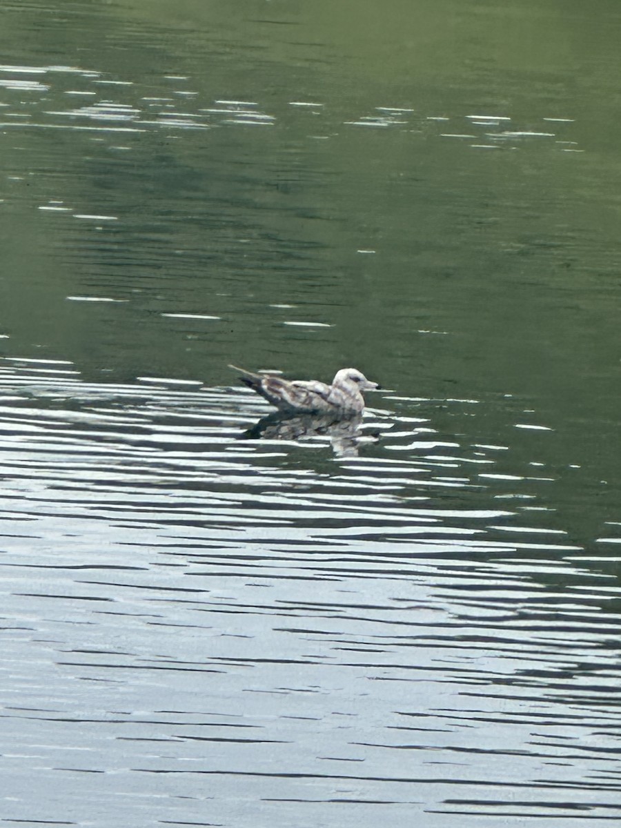 California Gull - ML620486282