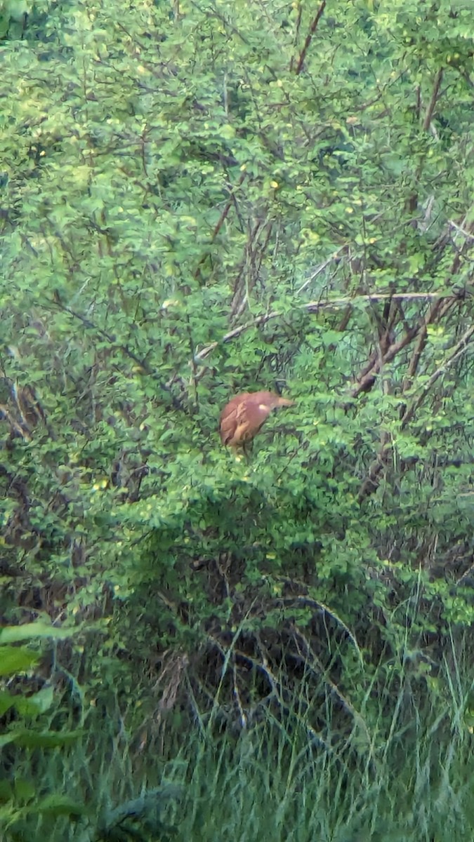 Cinnamon Bittern - ML620486286