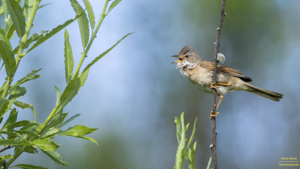 Greater Whitethroat - ML620486288