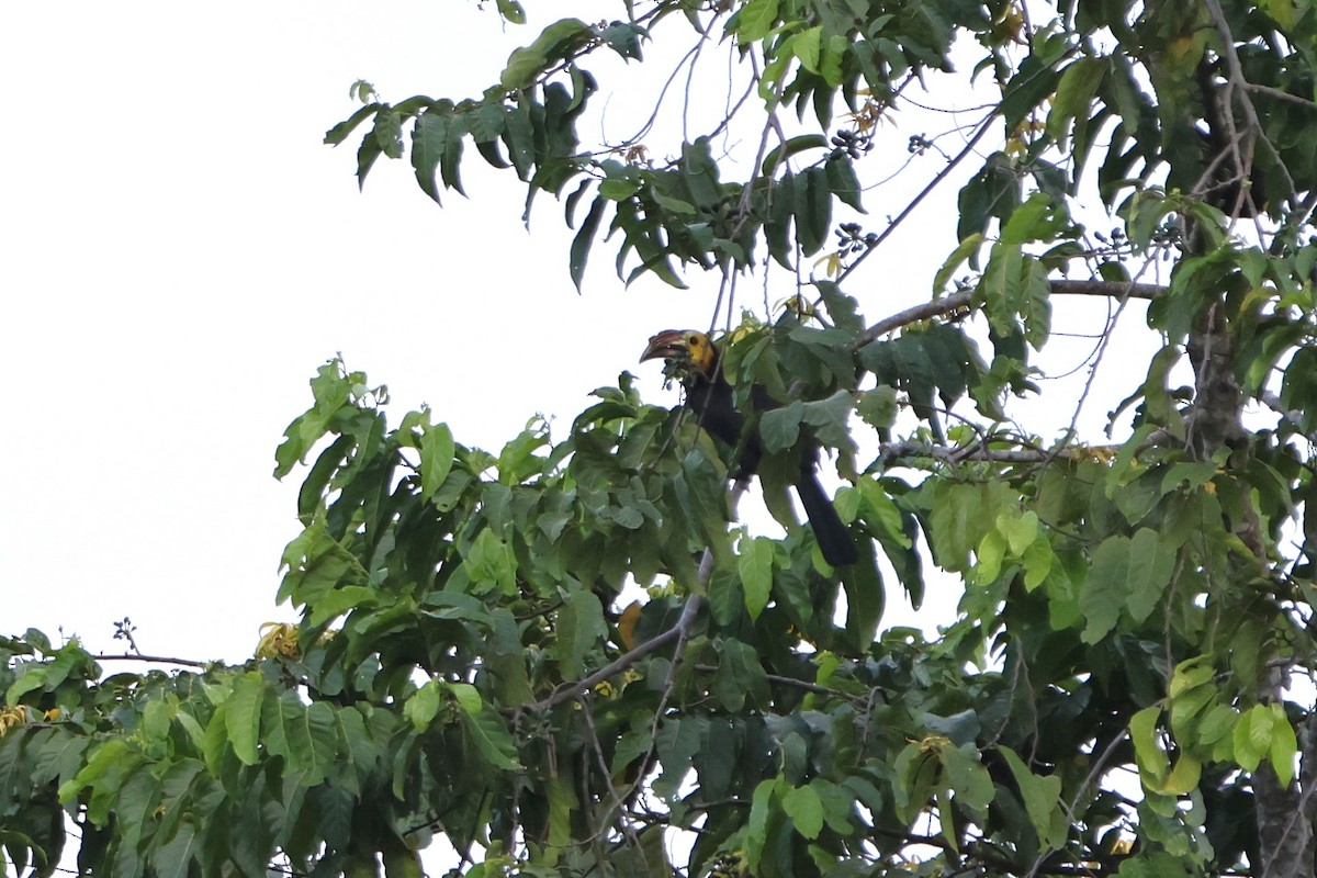 Sulawesi Hornbill - ML620486293