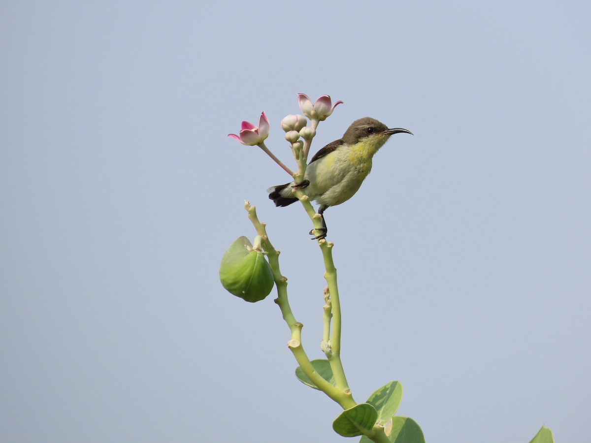 Purple Sunbird - ML620486296