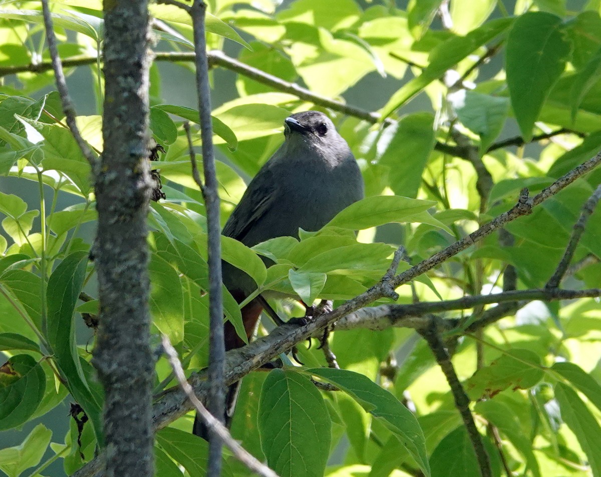 Gray Catbird - ML620486298