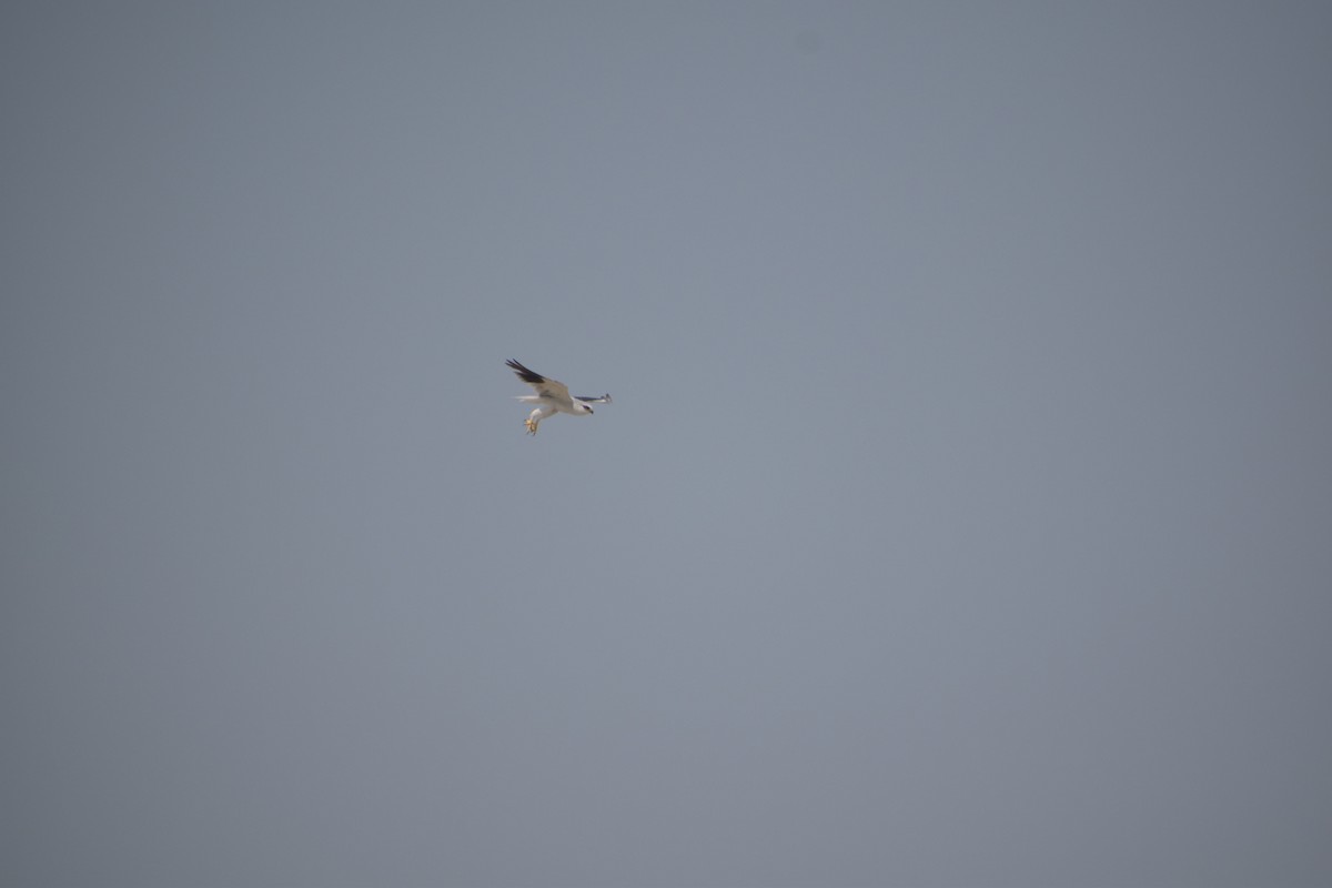 Black-winged Kite - ML620486312