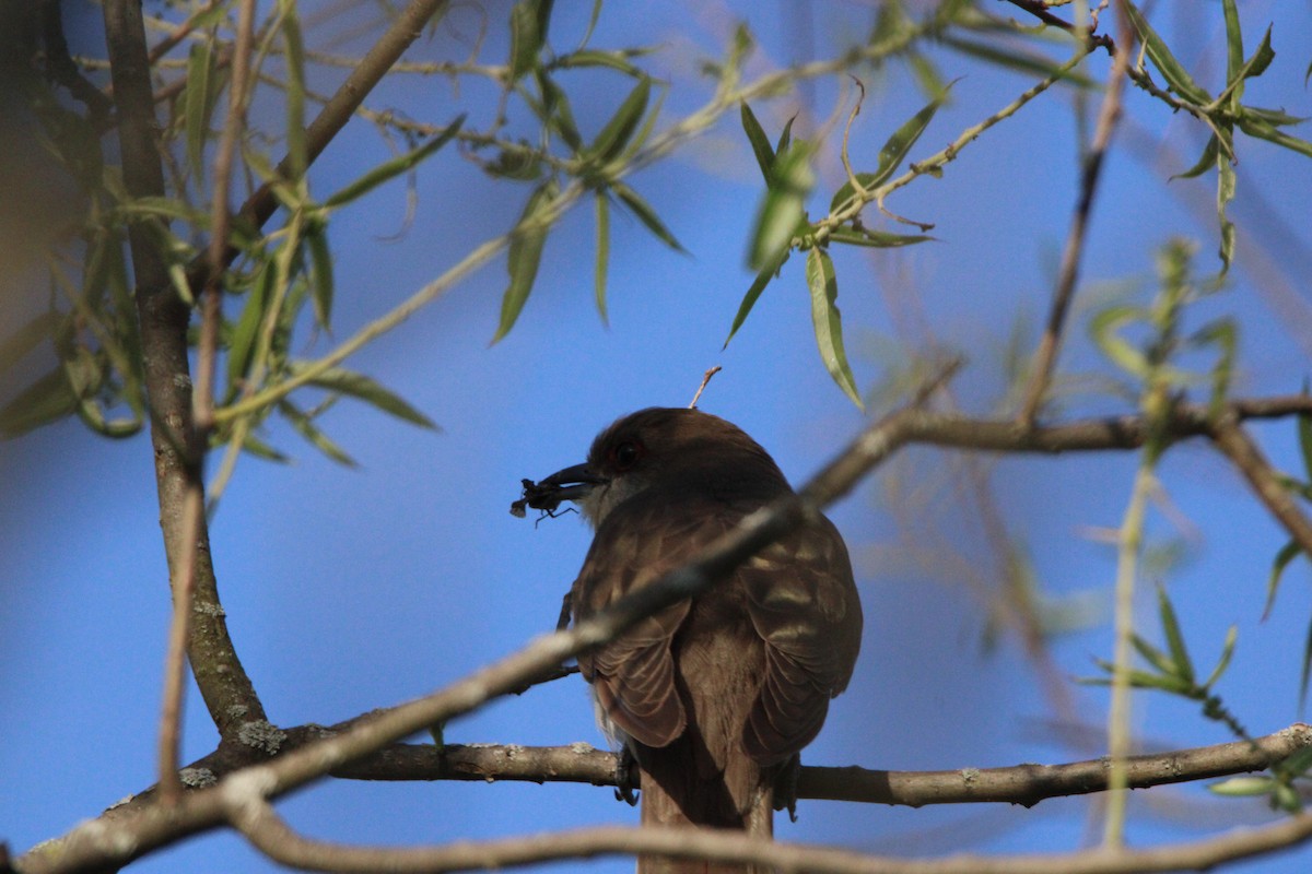 Black-billed Cuckoo - ML620486321