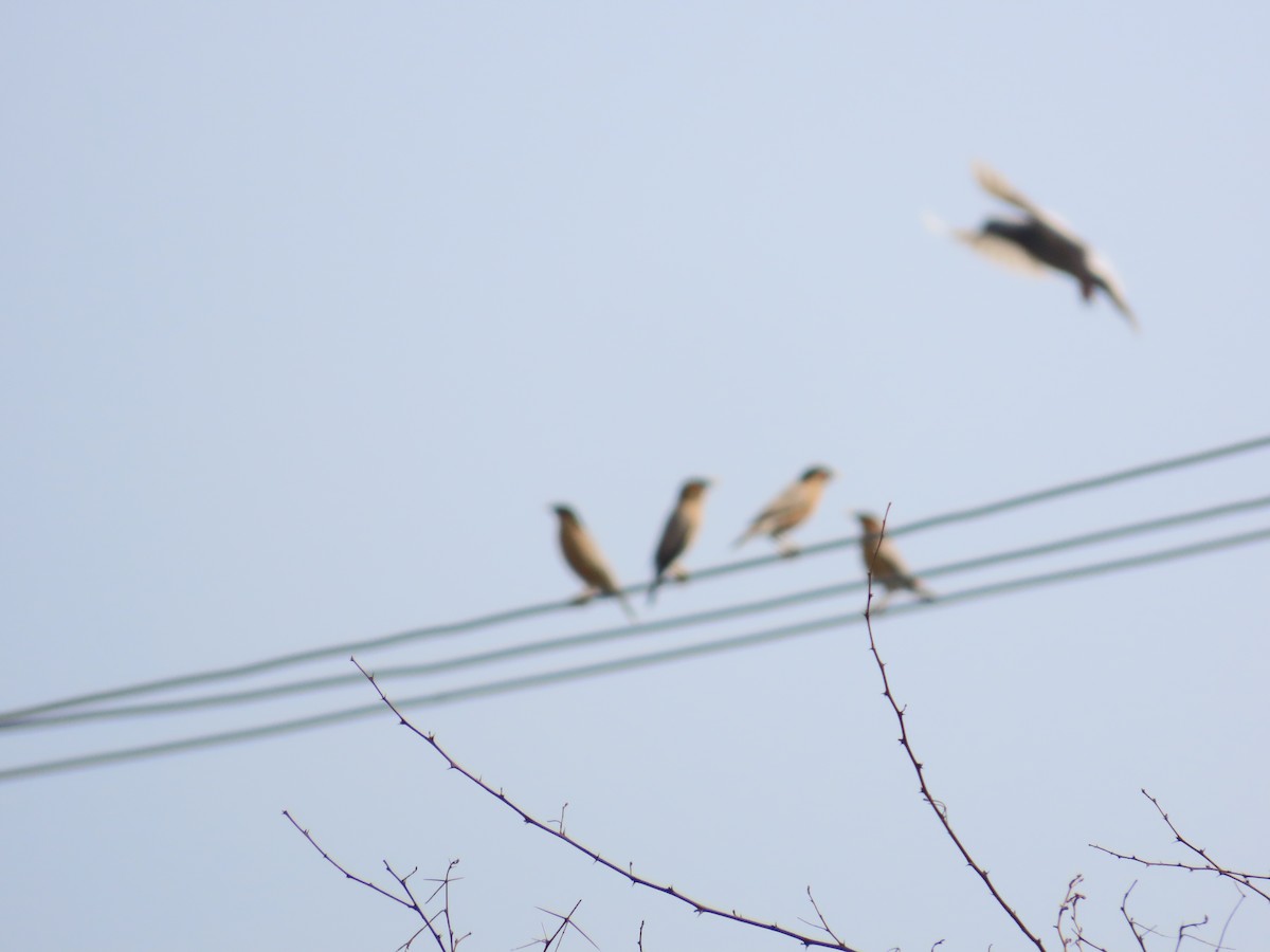 Brahminy Starling - ML620486328