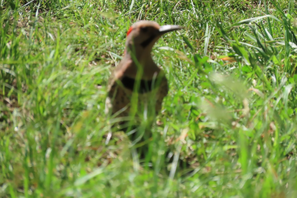 Northern Flicker - ML620486331