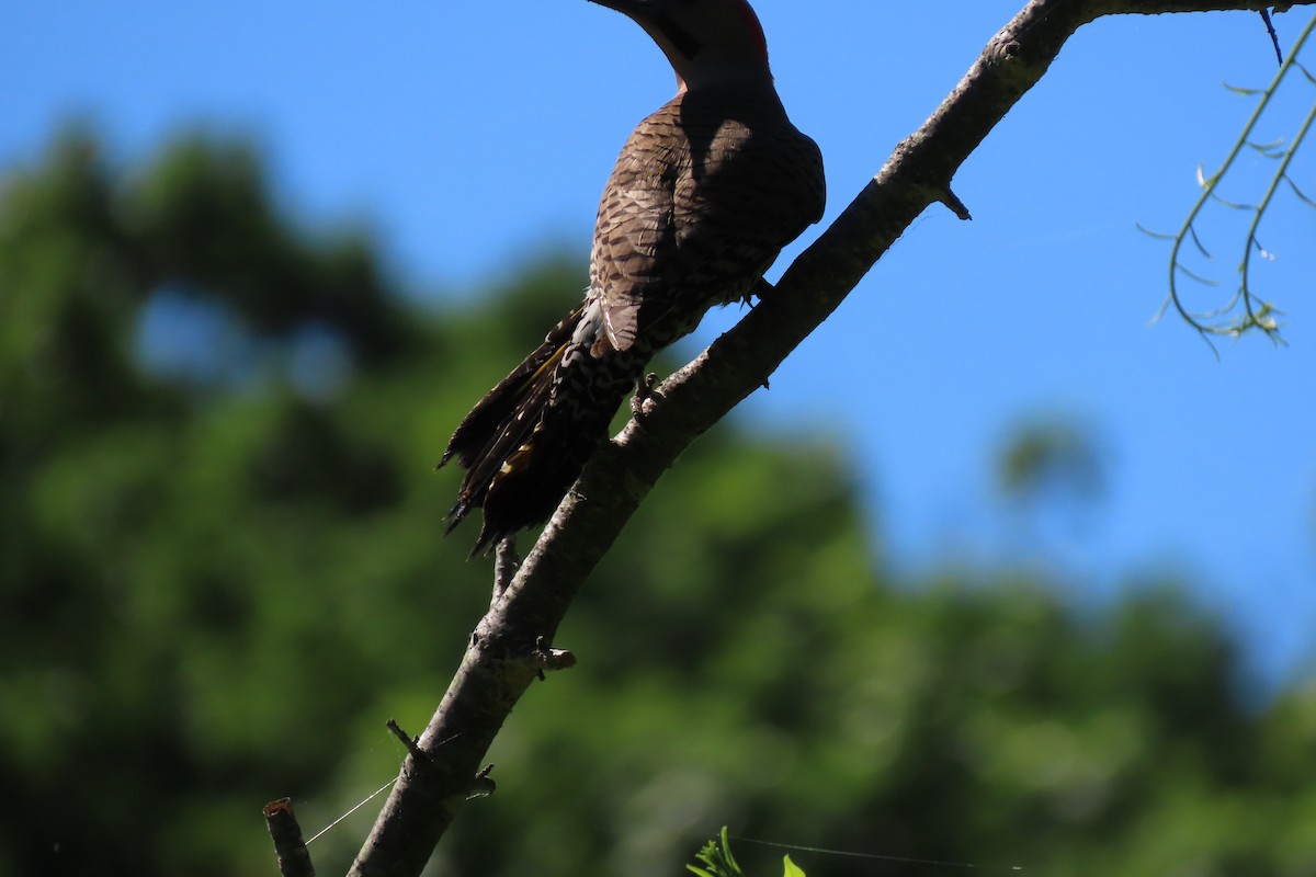 Northern Flicker - ML620486332