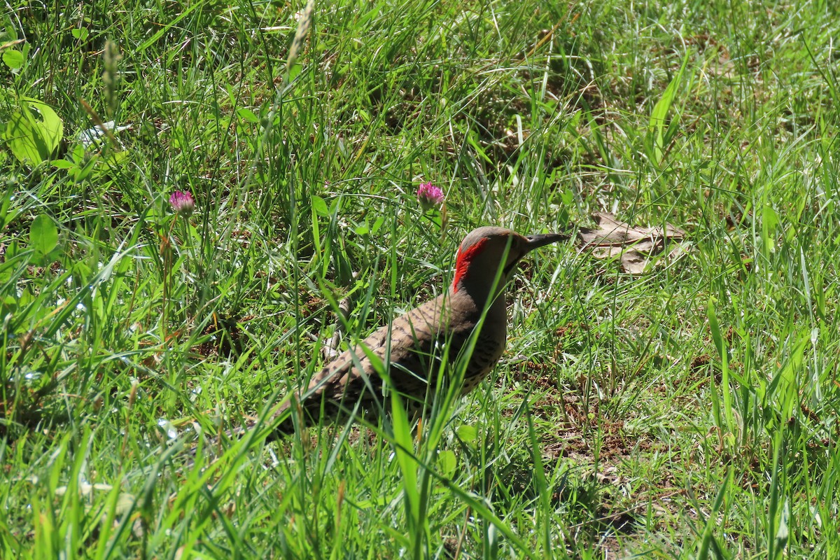 Northern Flicker - ML620486334