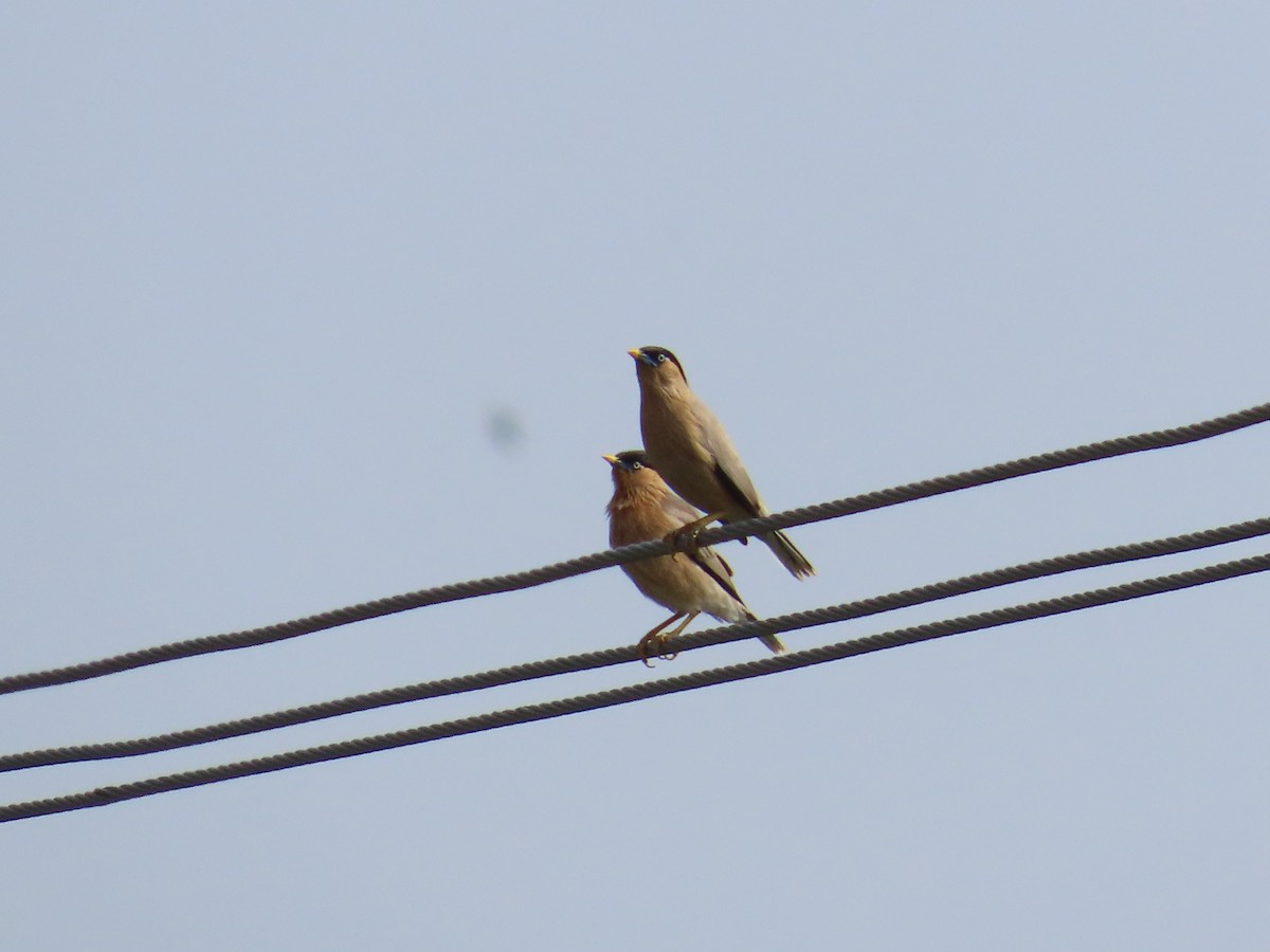 Brahminy Starling - ML620486335