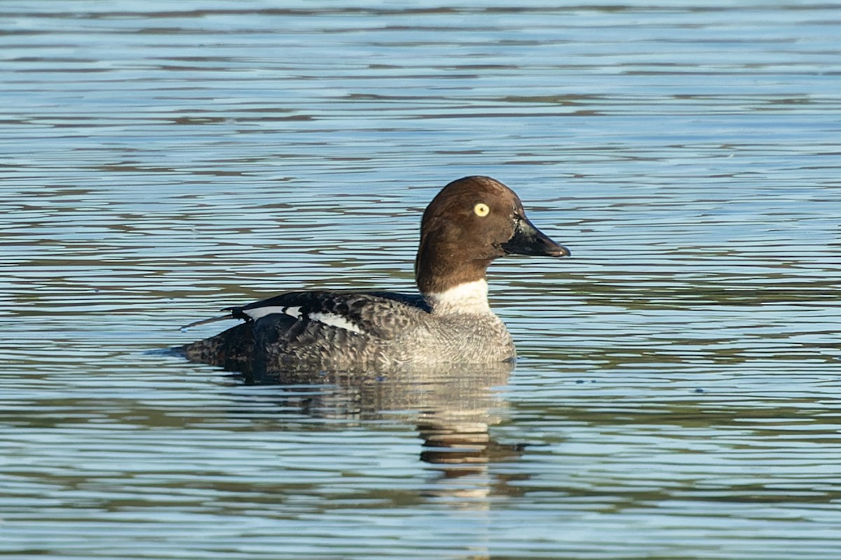 Common Goldeneye - ML620486336