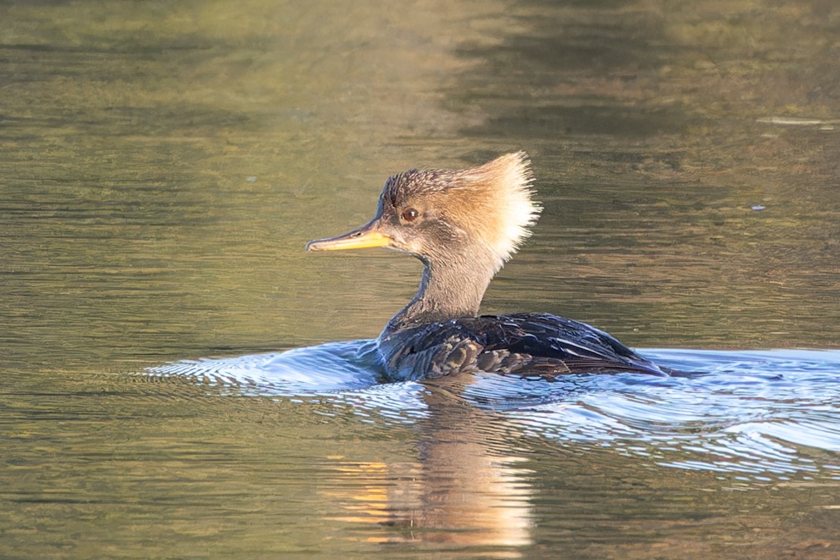 Hooded Merganser - ML620486338