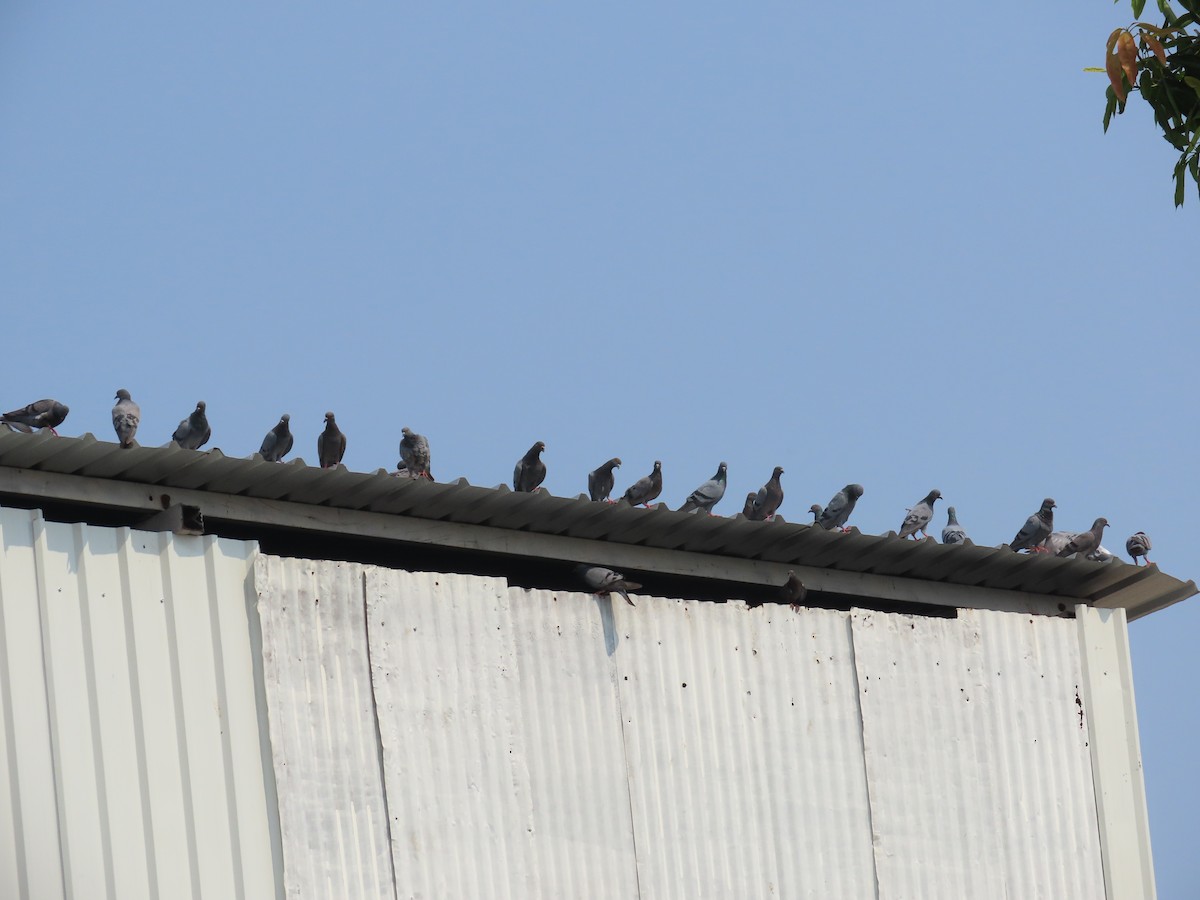 Rock Pigeon (Feral Pigeon) - ML620486340