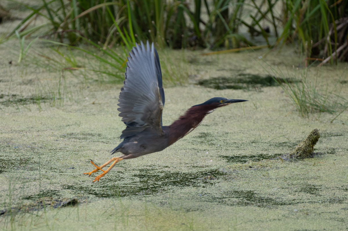 Green Heron - Jeff  Bahls