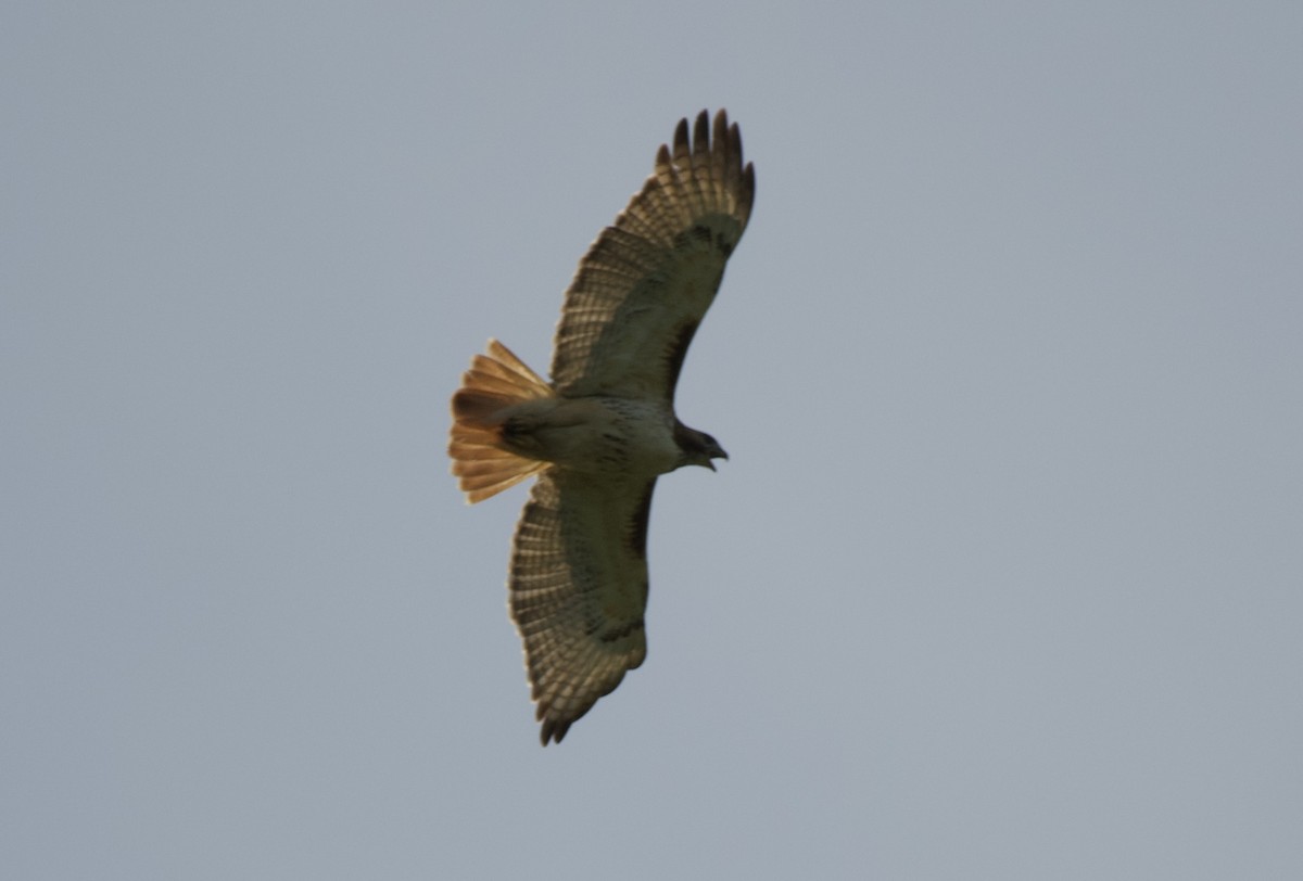 Red-tailed Hawk - ML620486351