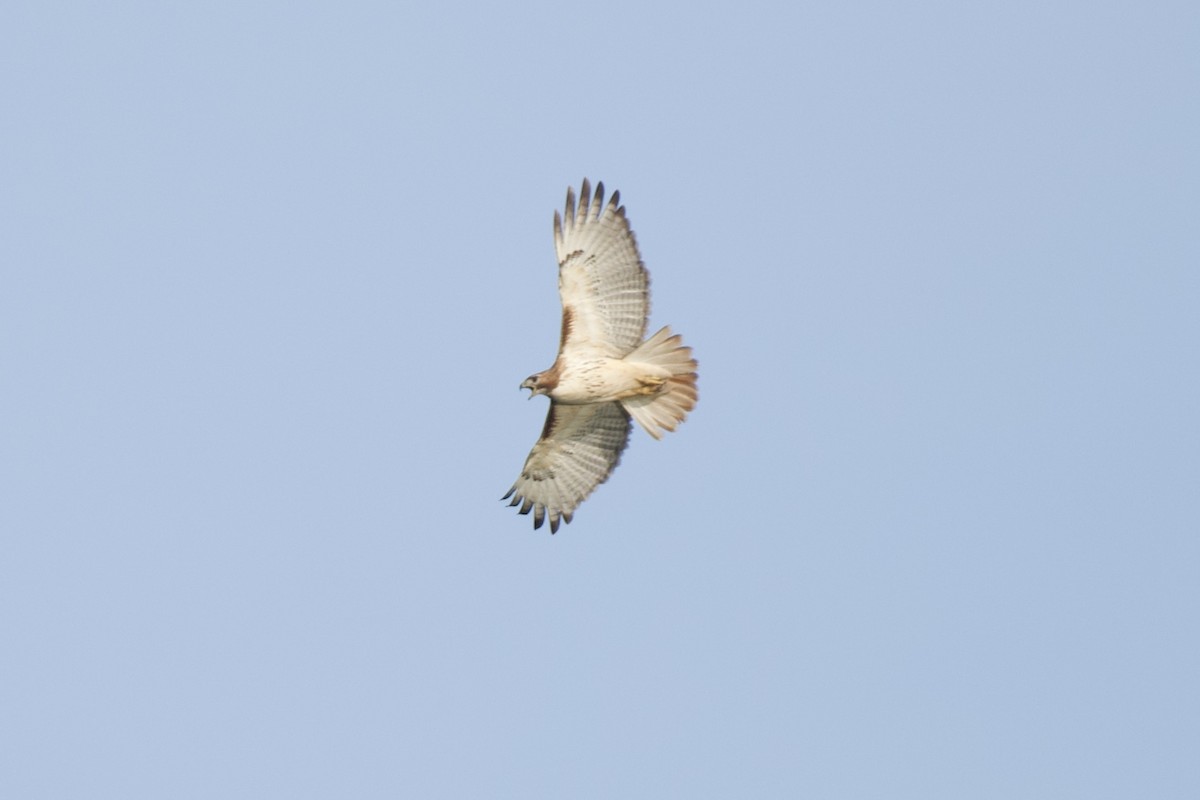 Red-tailed Hawk - ML620486352