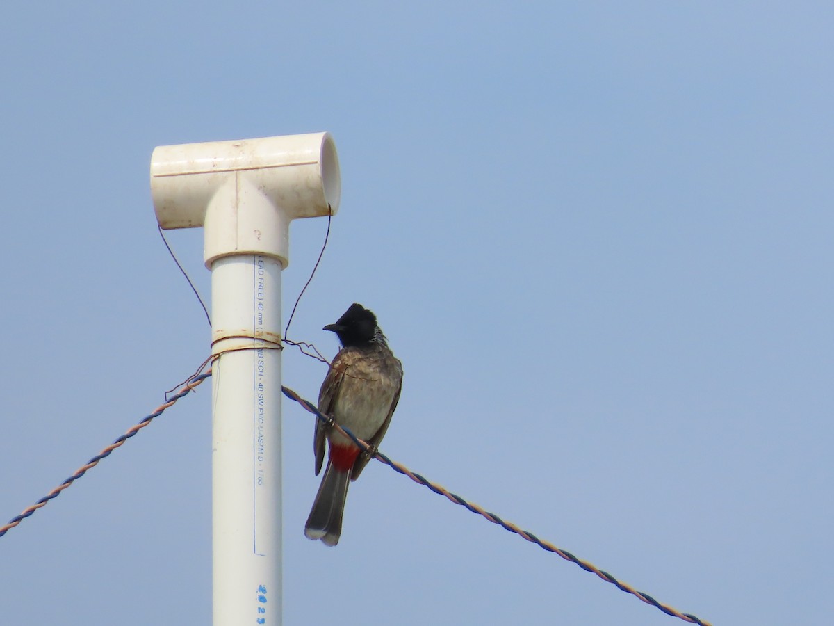 Red-vented Bulbul - ML620486355