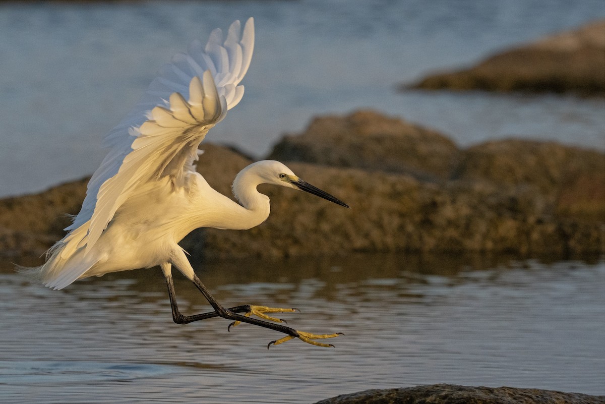 Little Egret - ML620486357