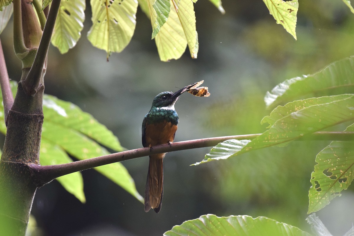 Jacamar à queue rousse - ML620486362