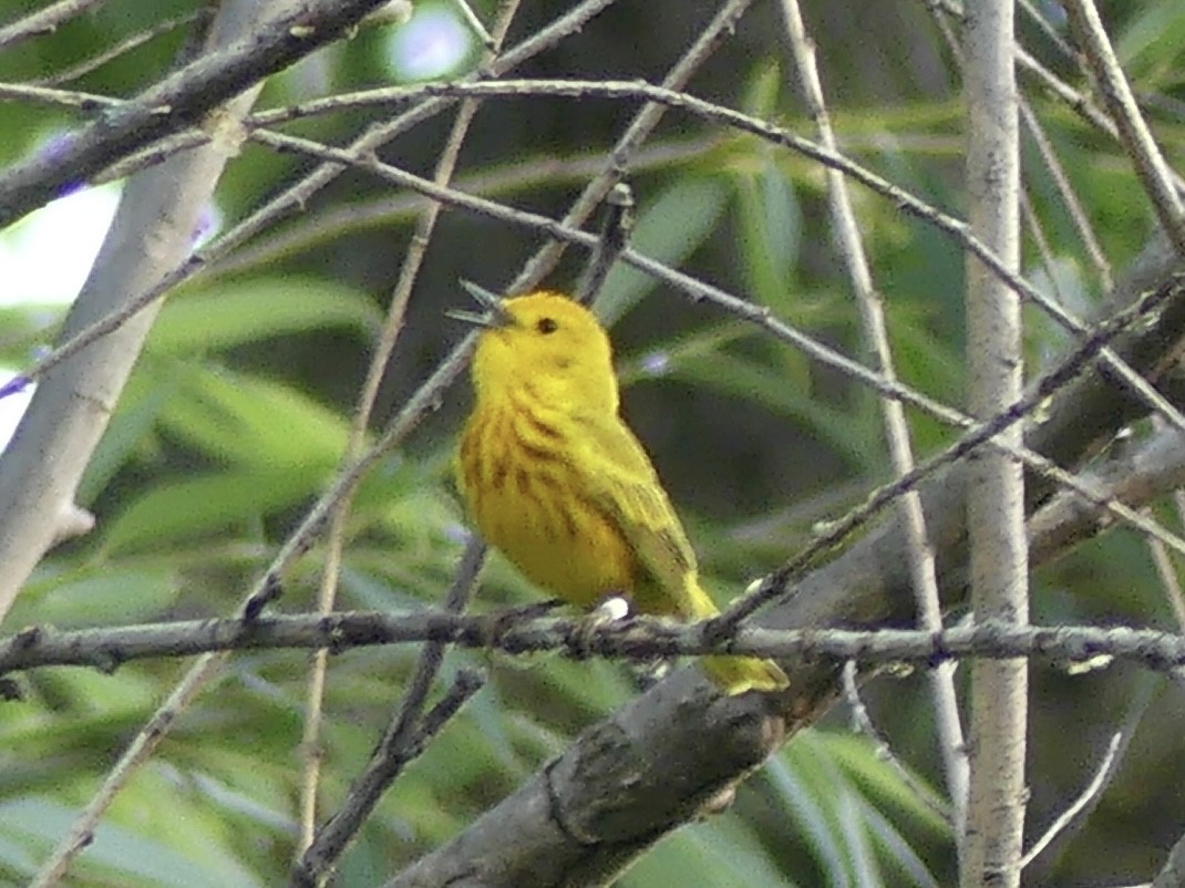 Yellow Warbler - ML620486363