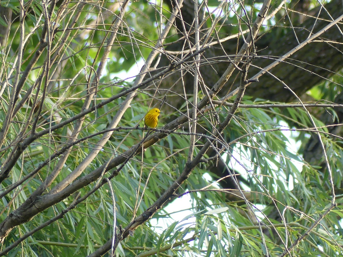 Yellow Warbler - ML620486365