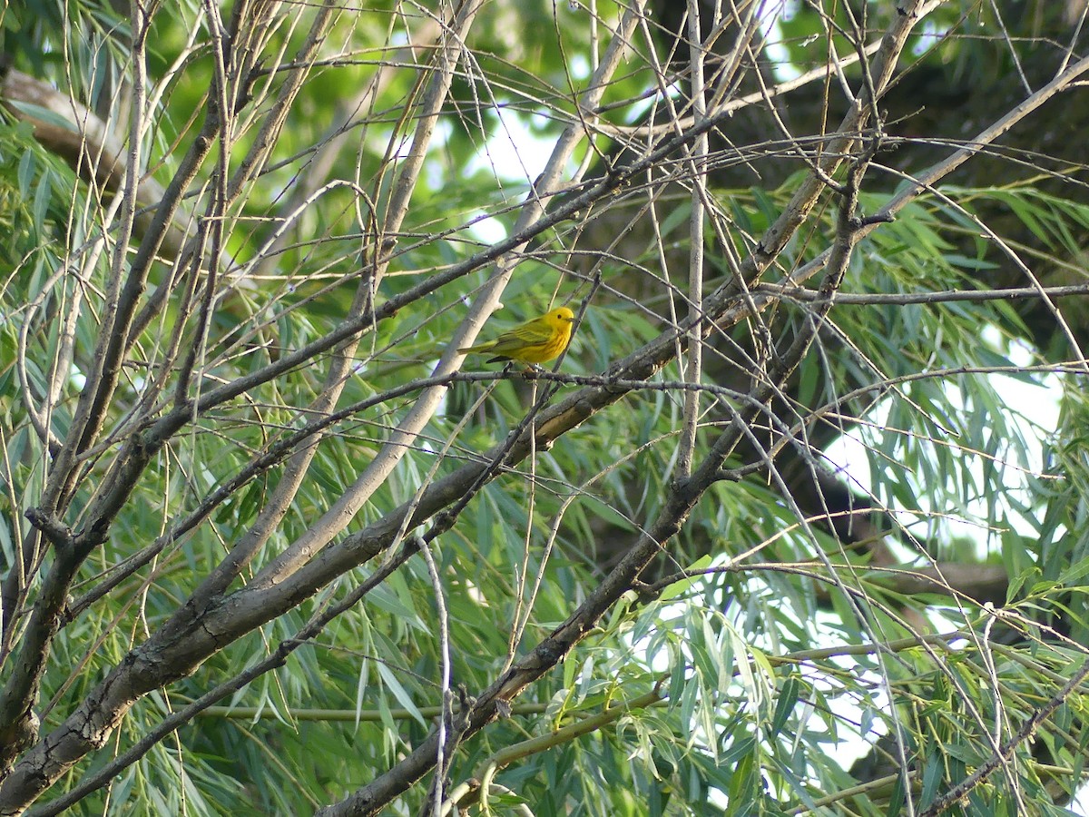 Yellow Warbler - ML620486366