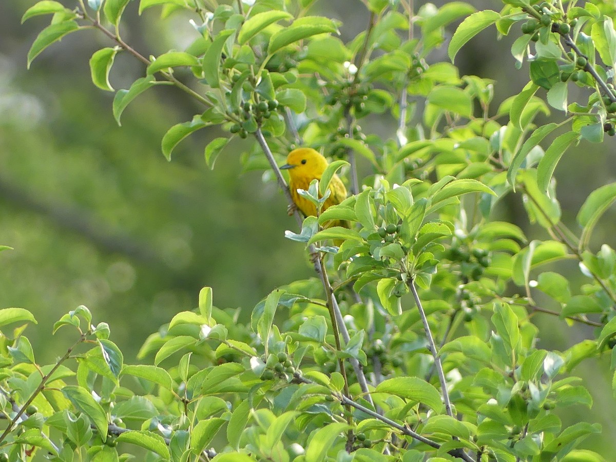 Yellow Warbler - ML620486367