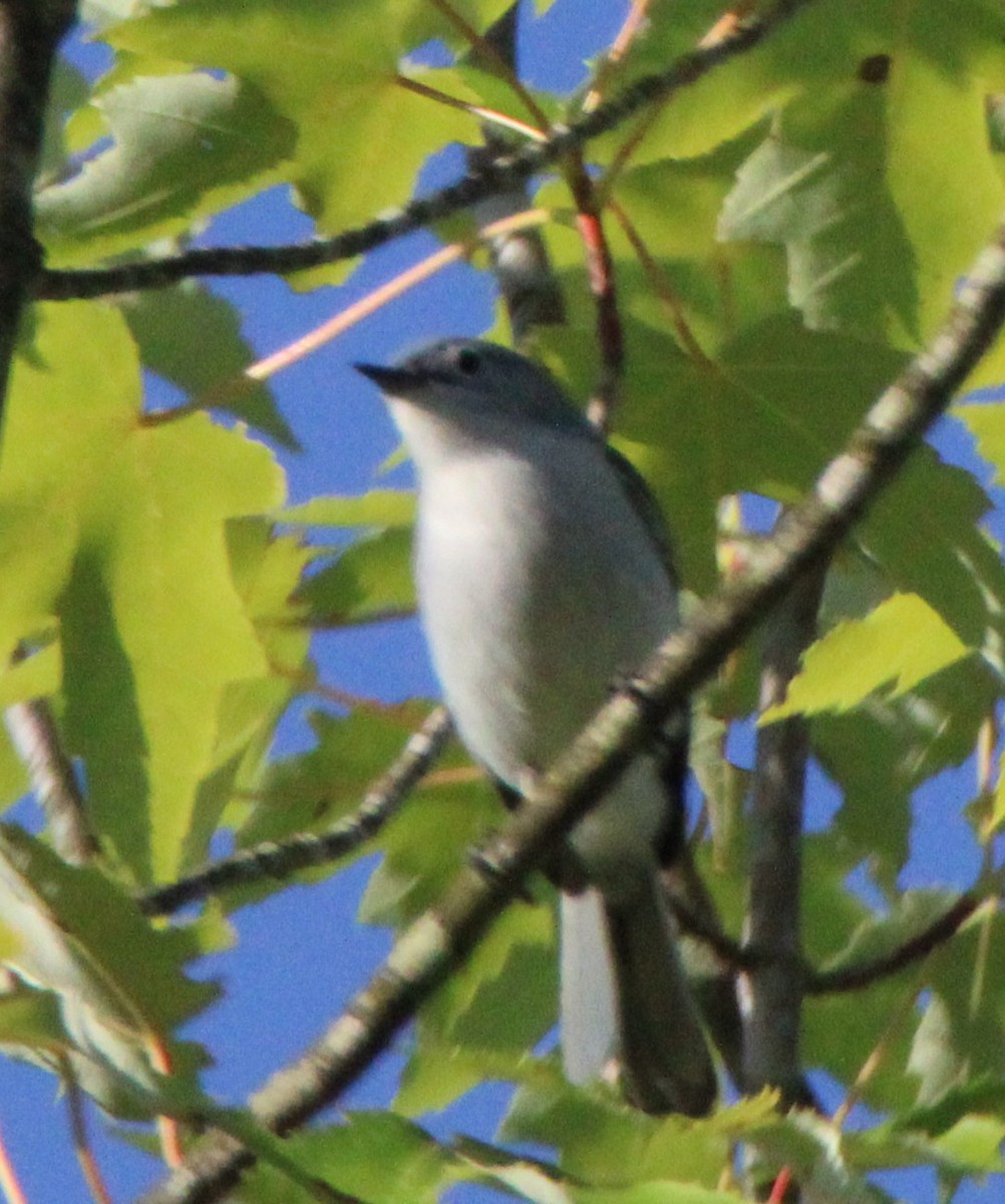 Blue-gray Gnatcatcher - ML620486373