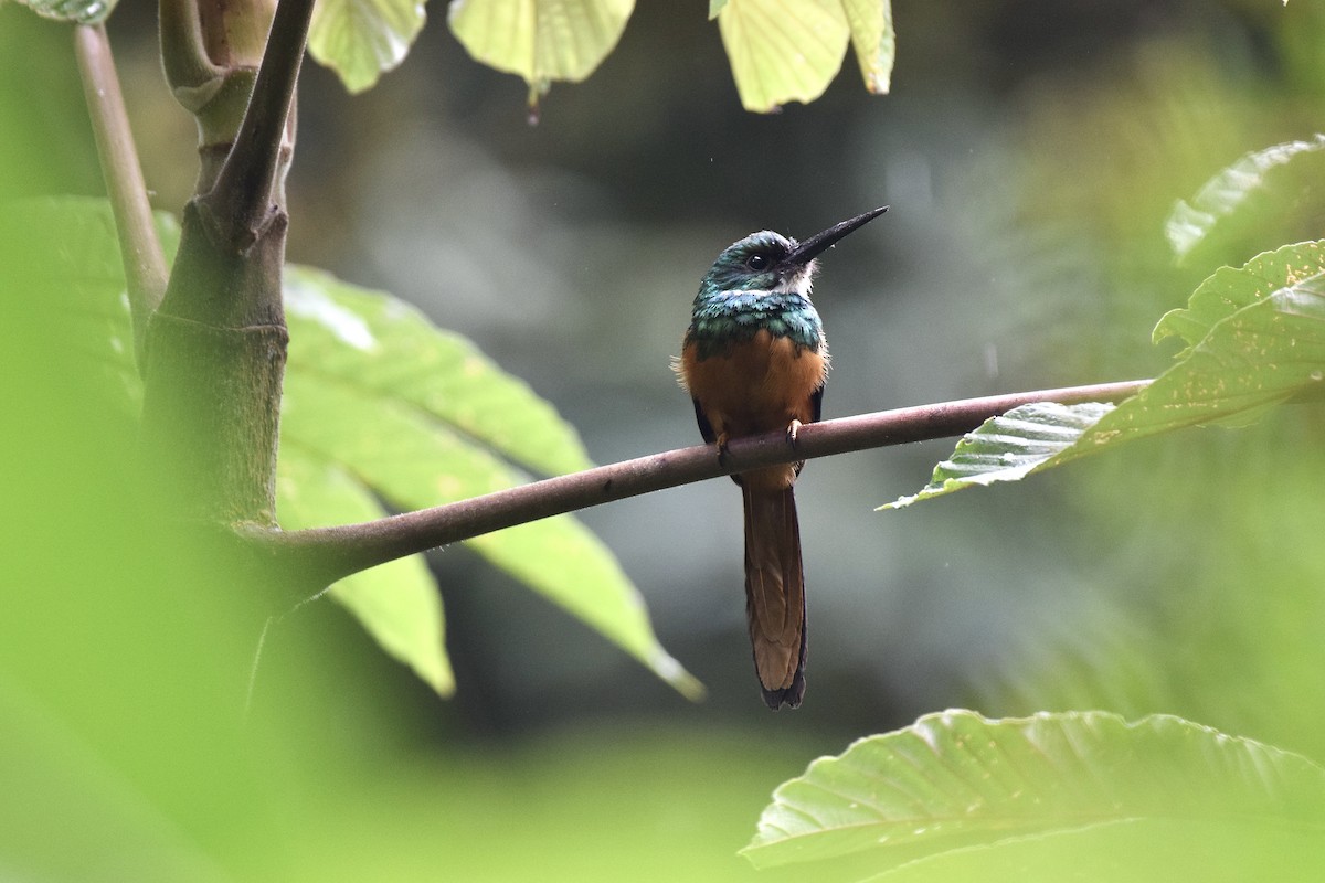 Rufous-tailed Jacamar - ML620486374