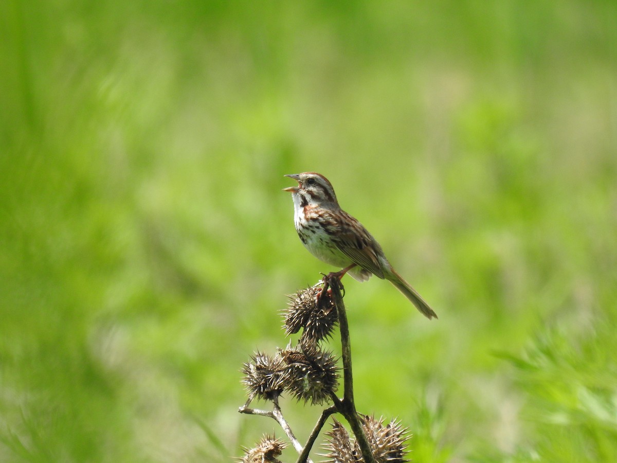 Chipping Sparrow - ML620486375