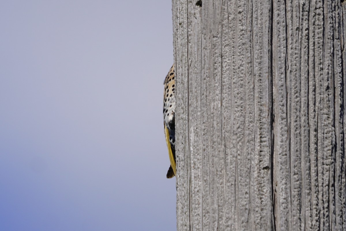 Northern Flicker - ML620486380