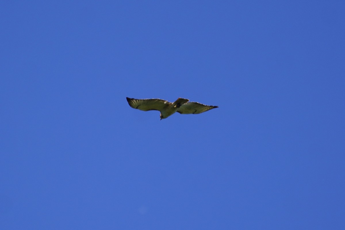 Red-tailed Hawk - ML620486383